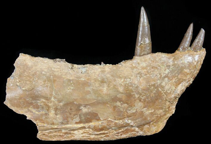 Xiphactinus Jaw Section - Terror of The Cretaceous Seas! #50955